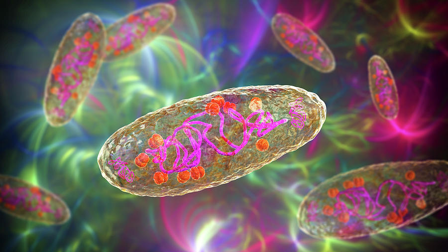 Plague Bacteria, Yersinia Pestis Photograph by Kateryna Kon