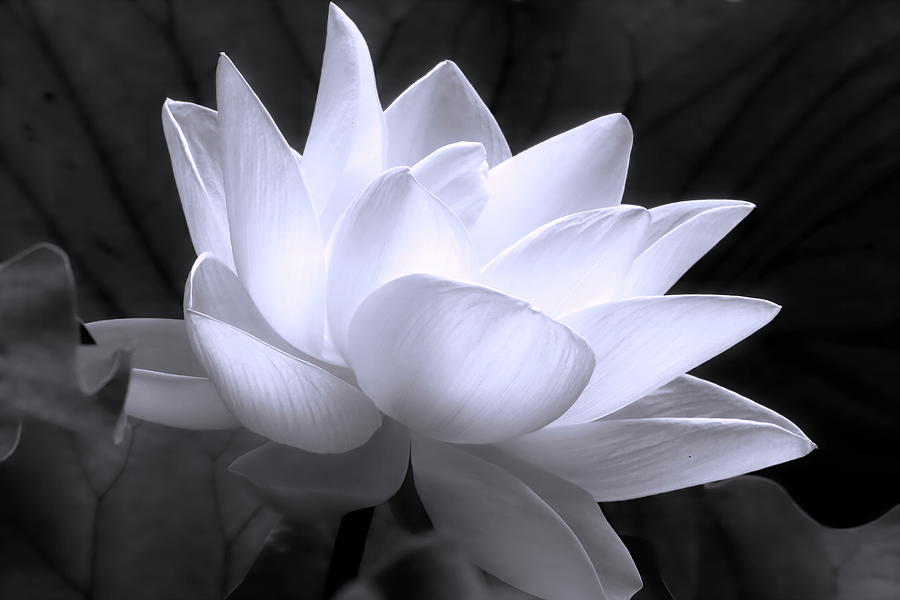 Sacred lotus flower in bloom Photograph by Geraldine Scull