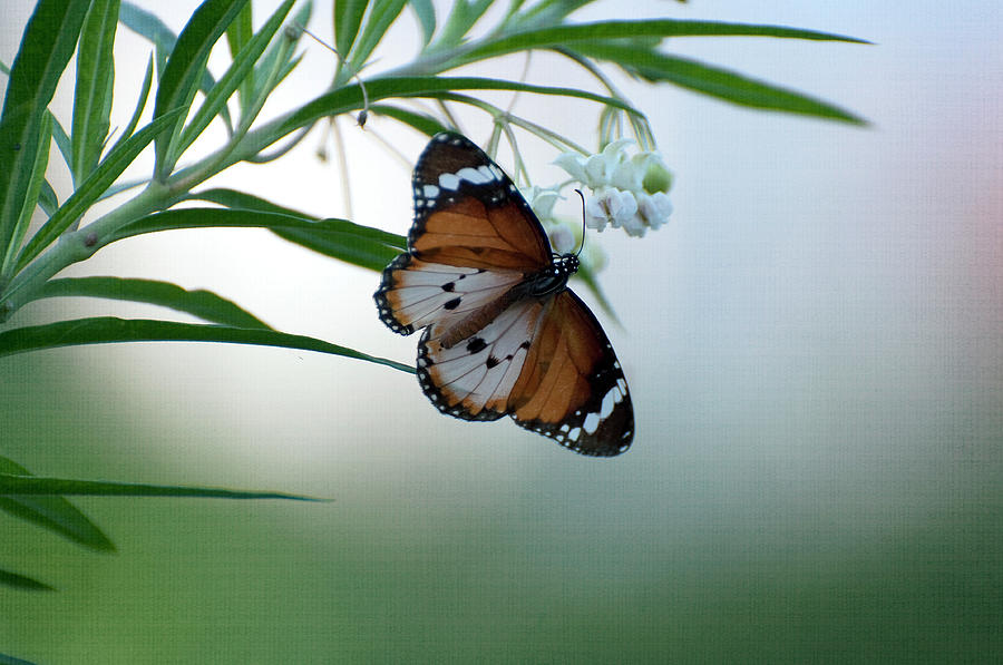 Plain Tiger Butterfly On Plant Photograph by Anshu Ajitsaria