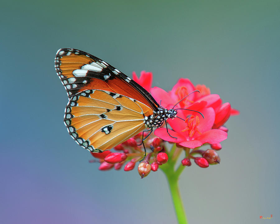 Plain Tiger or African Monarch Butterfly DTHN0246 Photograph by Gerry Gantt