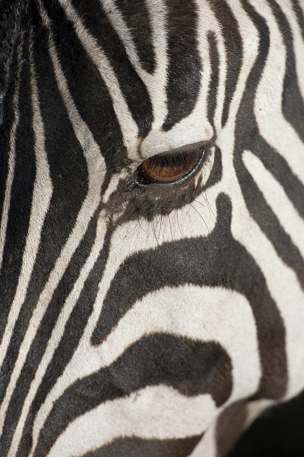 Plains Zebra Equus Burchelli, Close-up Photograph by Paul Souders Plains Zebra Equus Burchelli, Close-up Photograph by Paul Souders