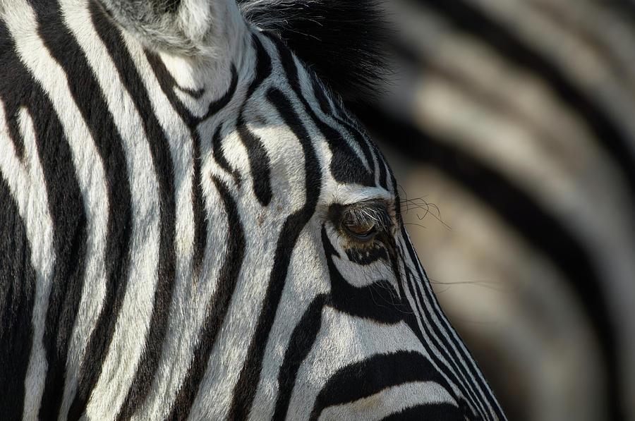 Plains Zebra, Etosha National Park Photograph by Ben Cranke Plains Zebra, Etosha National Park Photograph by Ben Cranke