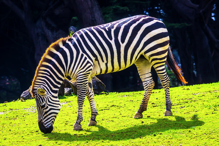 Plains Zebra Photograph by Garry Gay