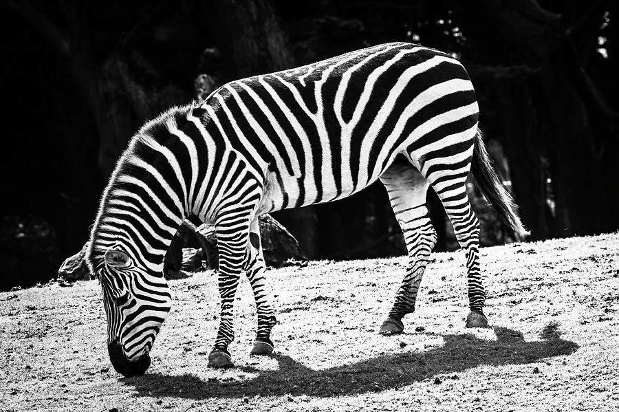 Plains Zebra in Black And White Photograph by Garry Gay