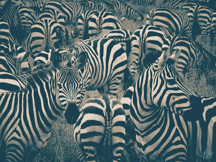 PLAINS ZEBRA SERENGETI by Elie Wolf PLAINS ZEBRA SERENGETI by Elie Wolf