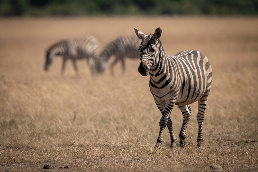 plains zebra