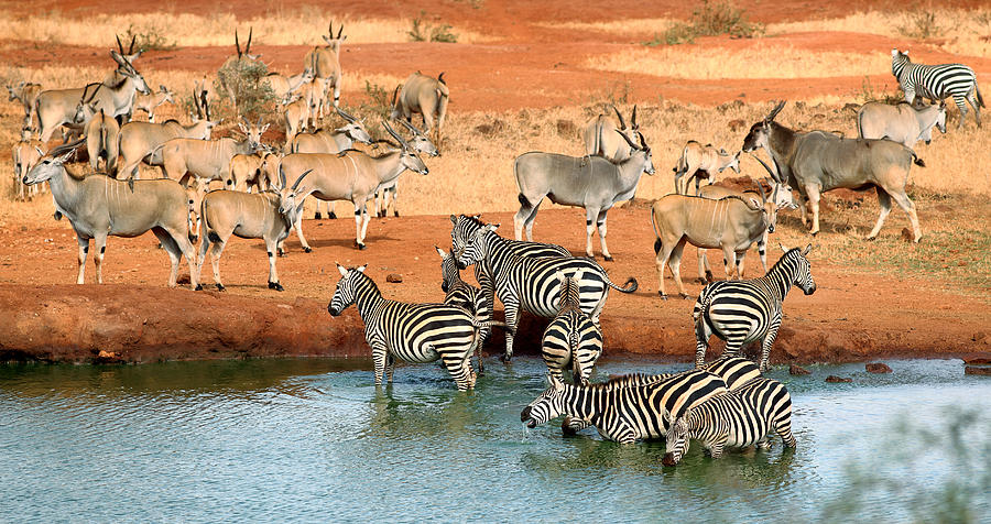 Plains Zebras And Common Elands At The Photograph by Achim Mittler, Frankfurt Am Main