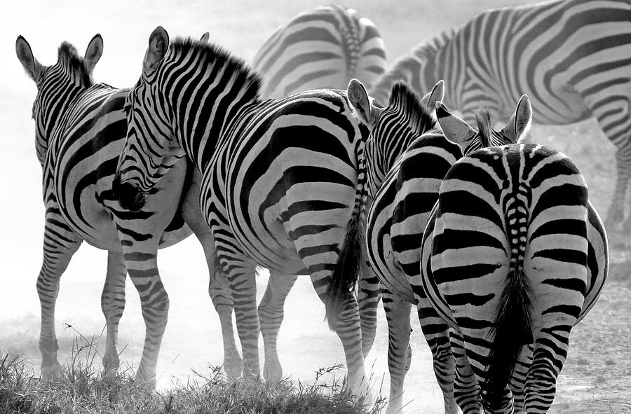 Plains Zebras Kicking Up The Dust In Photograph by Carmen Brown Photography