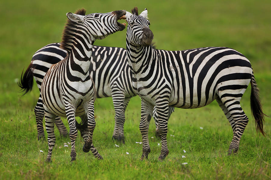 Plains Zebras, Ngorongoro Conservation Photograph by Mint Images - Art Wolfe