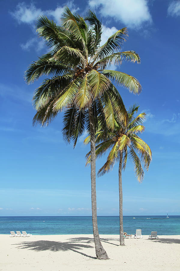 Plam Trees At The Beach by Ericferguson