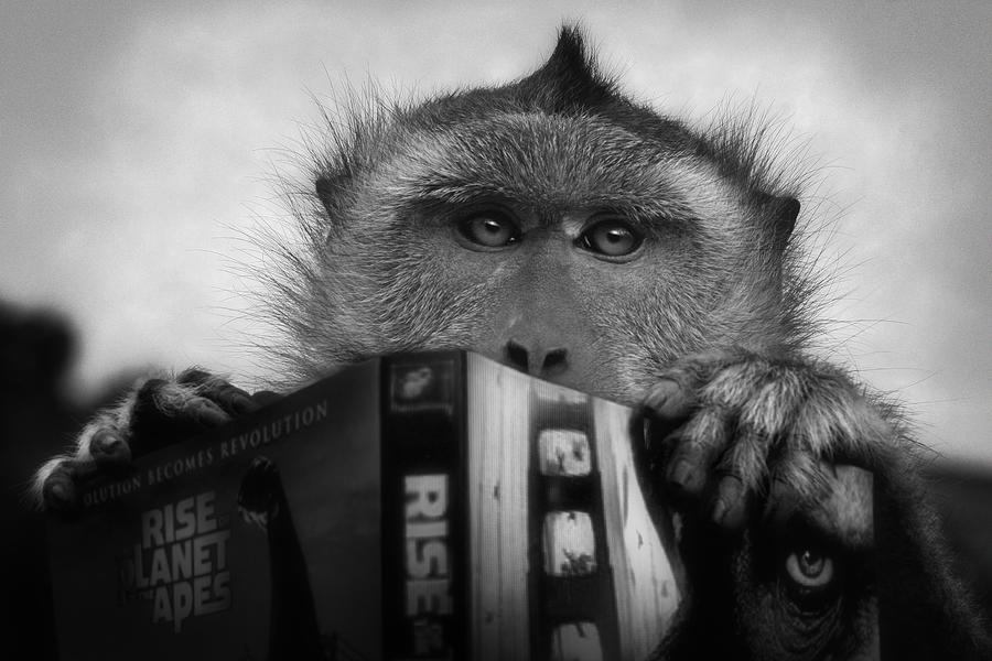 Monkey Photograph - Planet Of The Apes by Jimmy Hoffman