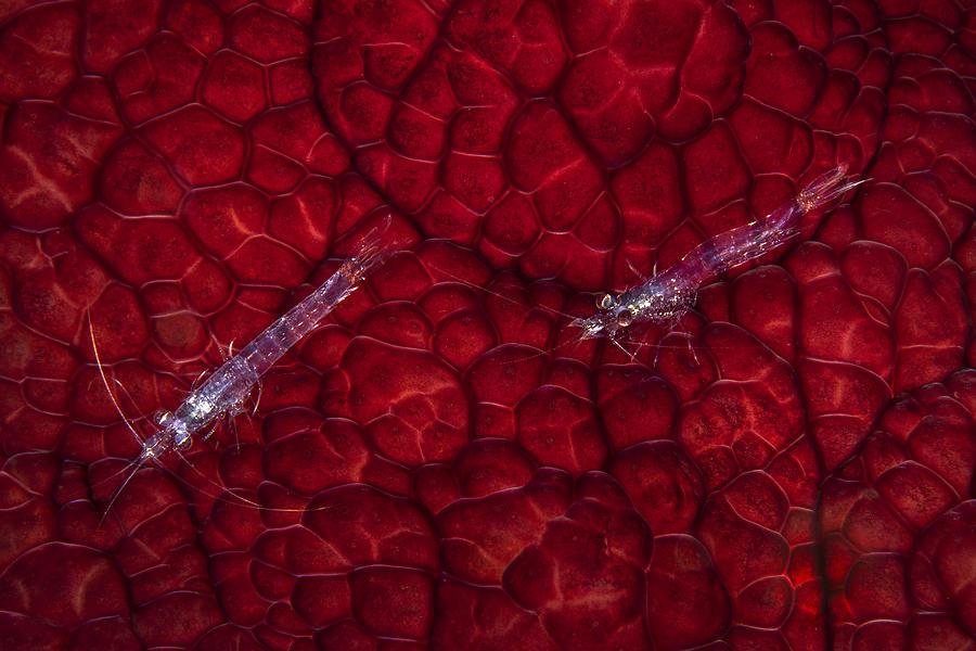 Image Photograph - Planktonic Shrimp by Barathieu Gabriel