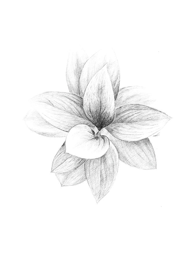 Nature Drawing - Plant by Anna Abramskaya