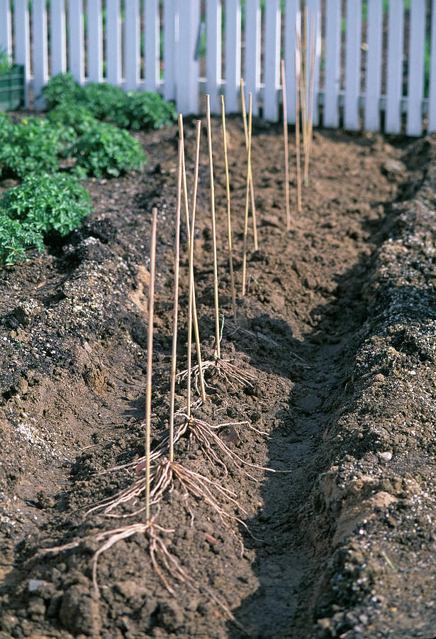 Plant Asparagus Photograph by Friedrich Strauss