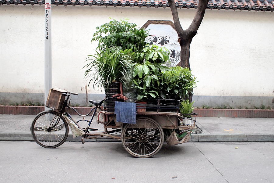 Plant Bicycle-shop Photograph by Romain Barrabas
