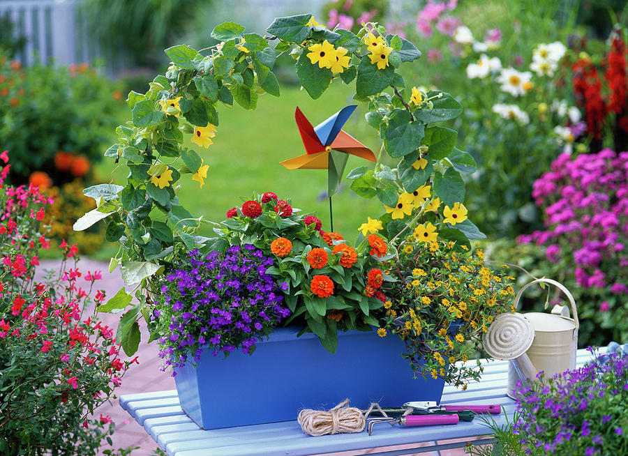 Plant Box Colorfully Photograph by Friedrich Strauss