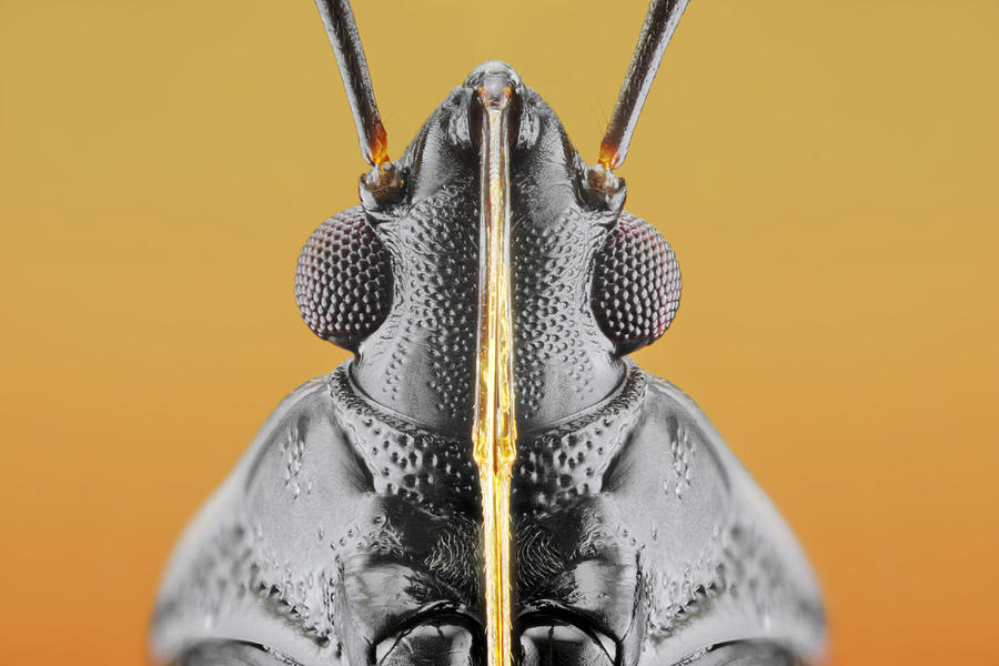 Plant Bug (fulvius Imbecilis) Photograph by Donald Jusa