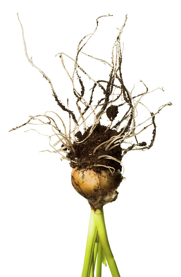 Still Life Digital Art - Plant Bulb Roots by Ian Skelton