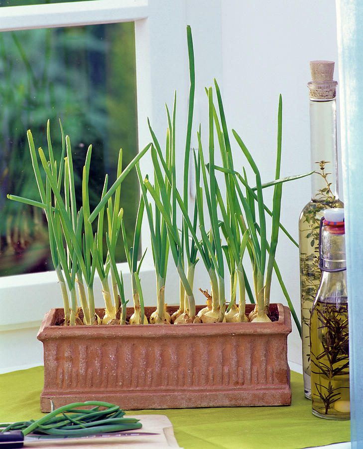 Plant Bulbs In Boxes For Chopped Greenery Photograph by Friedrich Strauss
