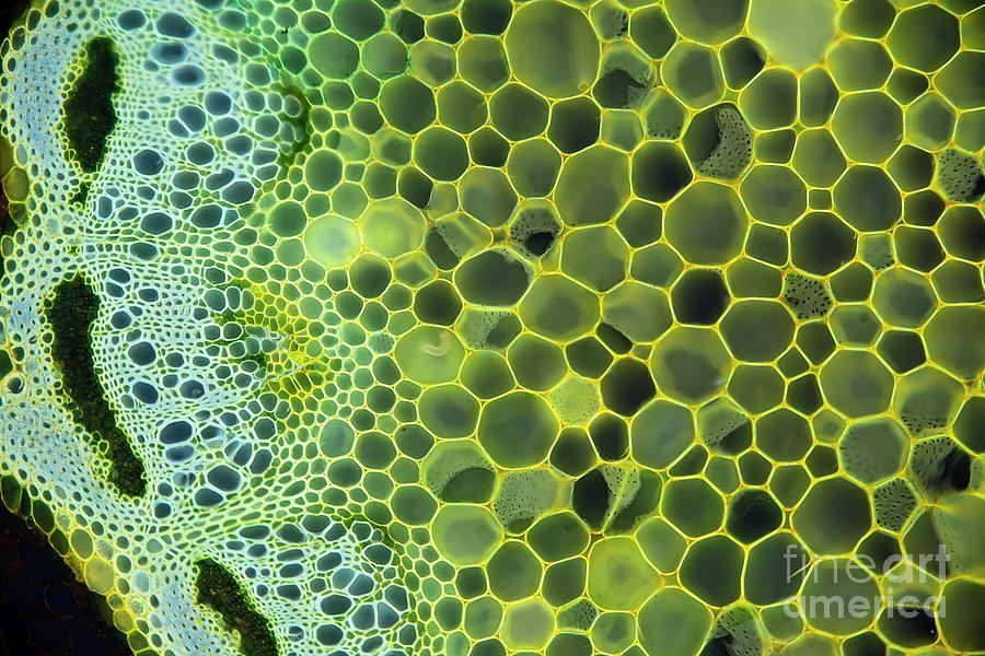 Plant Cells Photograph by Frank Fox/science Photo Library