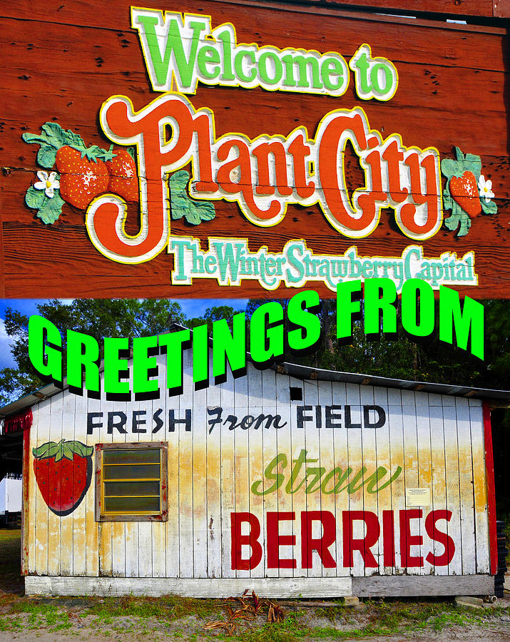 Strawberry Photograph - Plant City custom postcard by David Lee Thompson