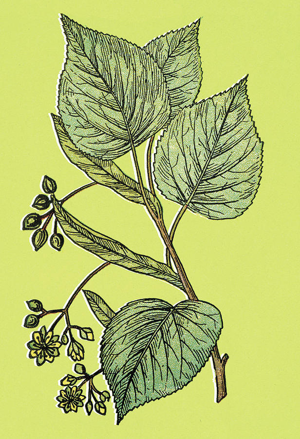 Vintage Drawing - Plant by CSA Images