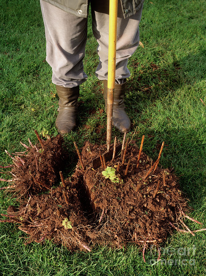 Plant Dividing Photograph by Geoff Kidd/science Photo Library - Fine ...