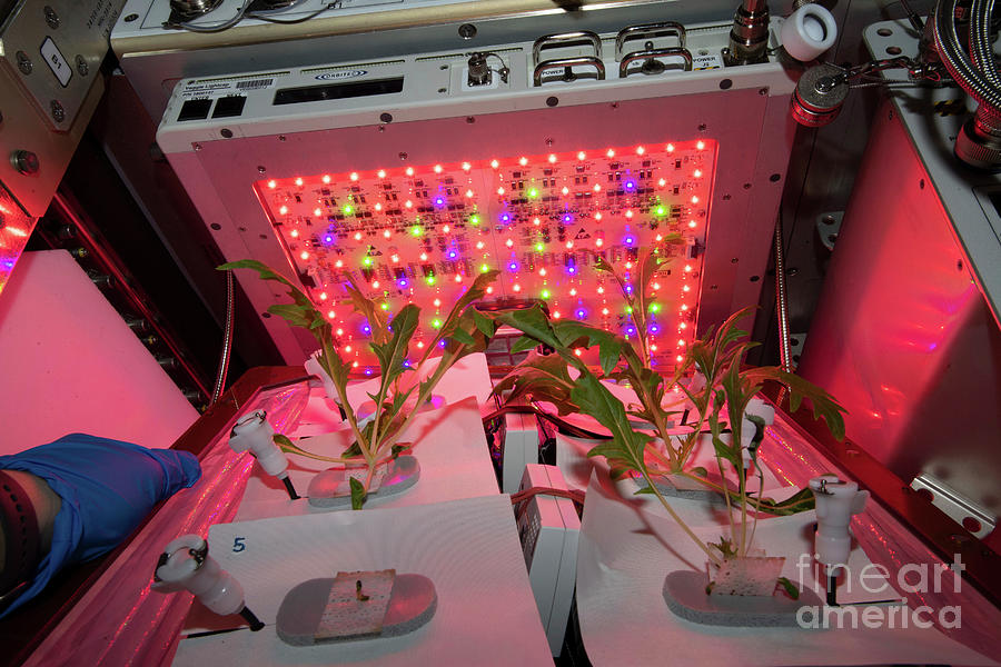 plant experiments on the iss