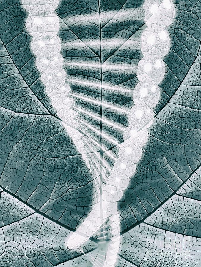 Plant Photograph by Giroscience/science Photo Library Fine