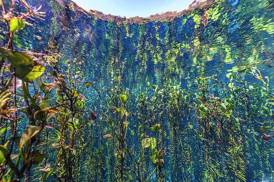 Plant Life Underwater Digital Art by Giordano Cipriani