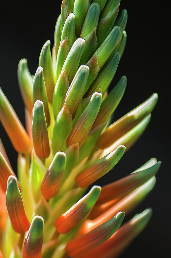 Plant Paintbrush Photograph by Ginger Stein