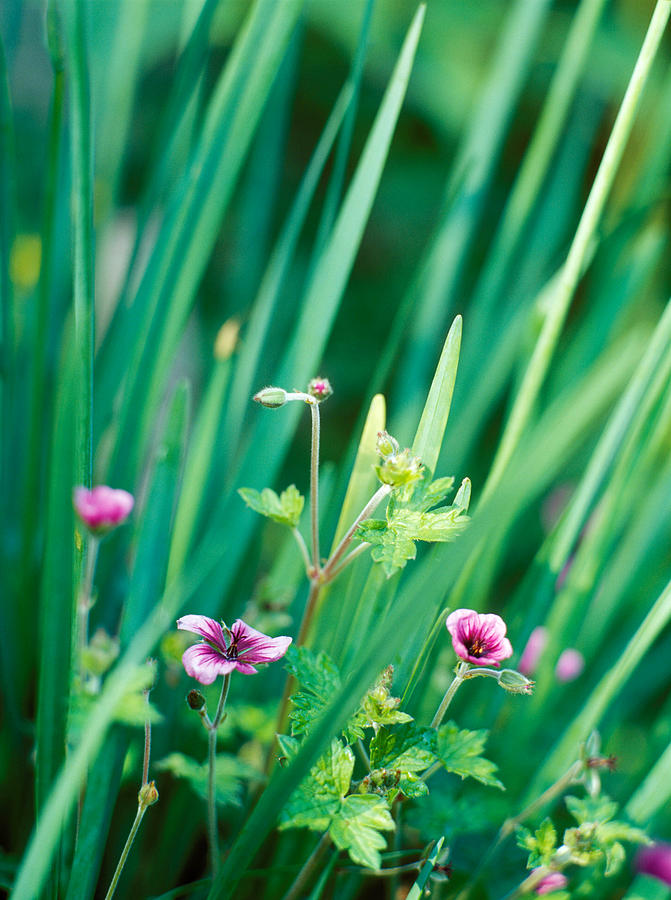Plant Partners - Summer Geranium Aria & Photograph by Francois De Heel Plant Partners - Summer Geranium Aria & Photograph by Francois De Heel