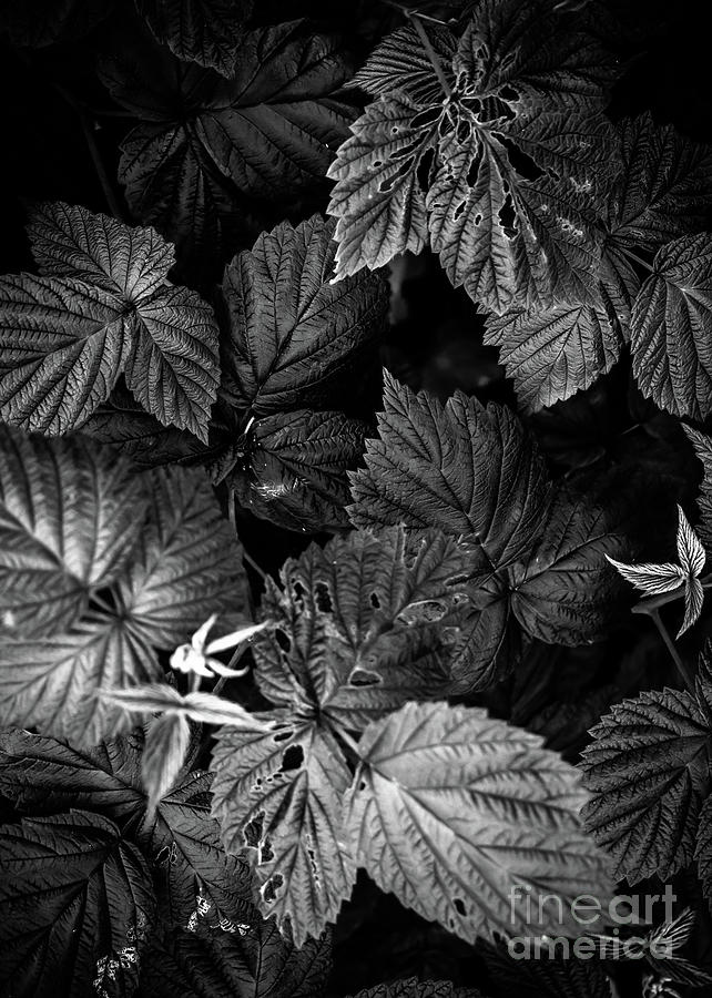 Plant photo 1 black and white Photograph by Justyna Jaszke JBJart