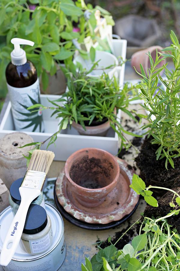 Plant Pots And Potted Herbs In White-painted Crate Photograph by Cecilia Mller