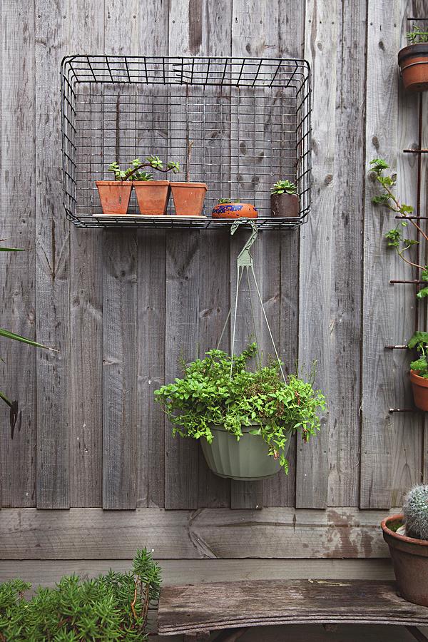 Plant Pots In Wire Basket On Board Wall Of Courtyard Photograph by Natalie Jeffcott