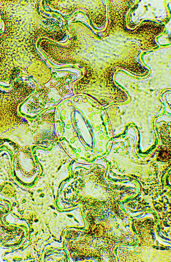 Plant Stoma Photograph by Dr Keith Wheeler/science Photo Library