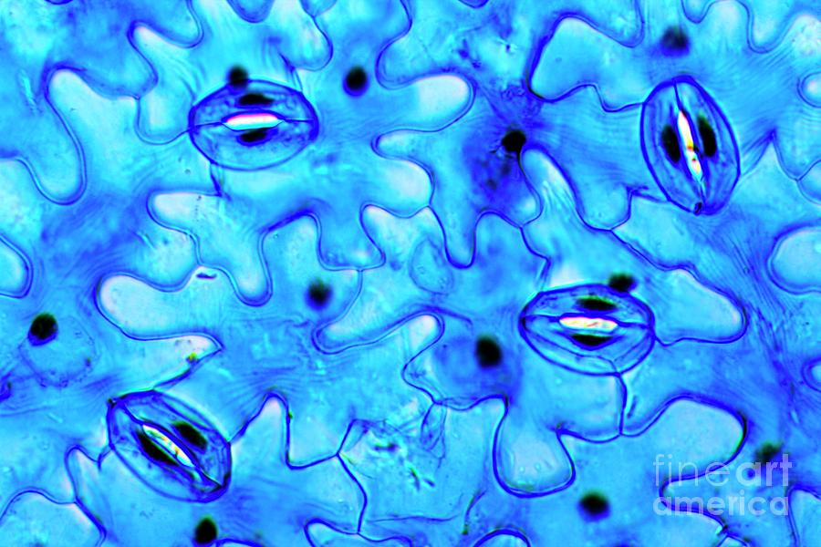 Plant Stomata Photograph by Dr Keith Wheeler/science Photo Library