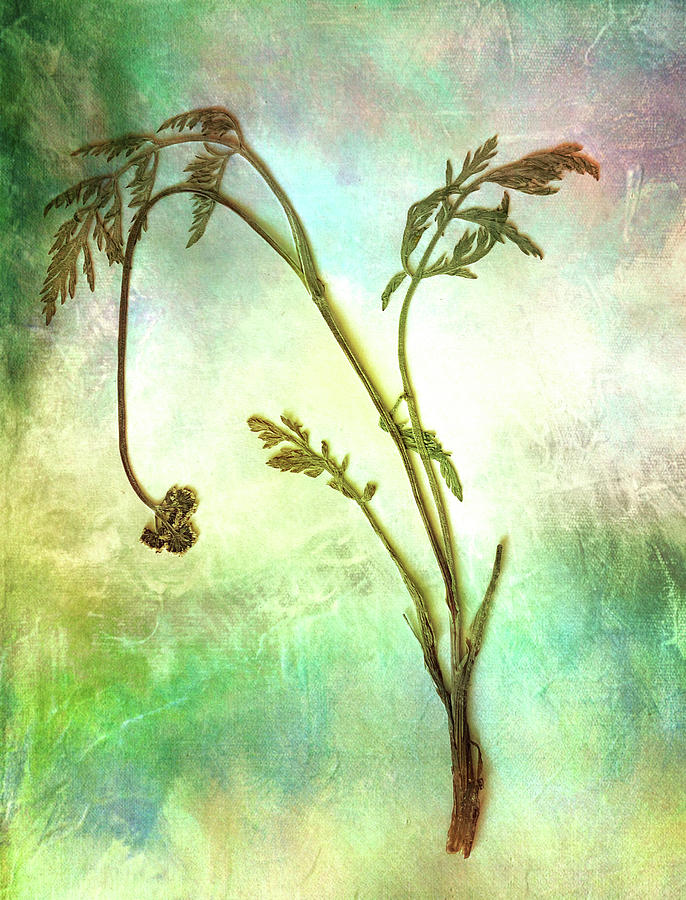 Plant Study 1 Apiaceae Photograph