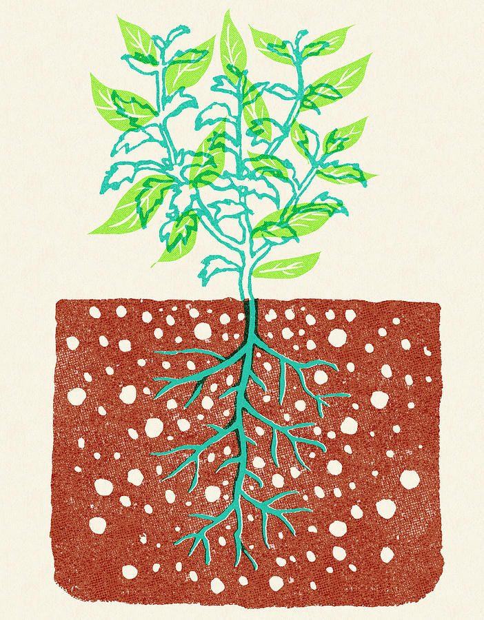 Nature Drawing - Plant with Roots in Soil by CSA Images