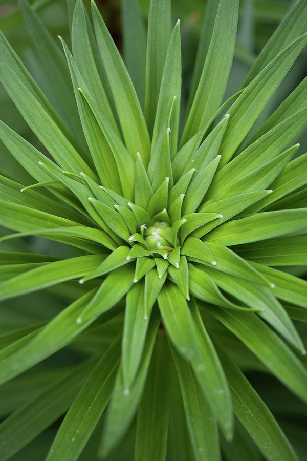 Plant With Spiky Green Leaves Photograph by Yelena Strokin