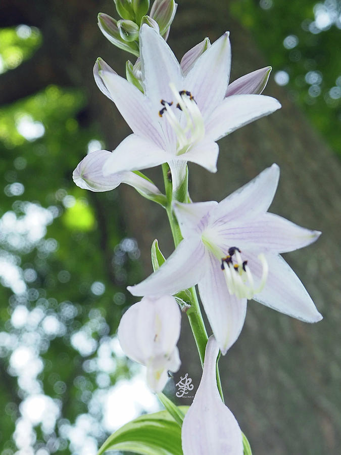 Plantain Lilies Photograph by Ginger Repke