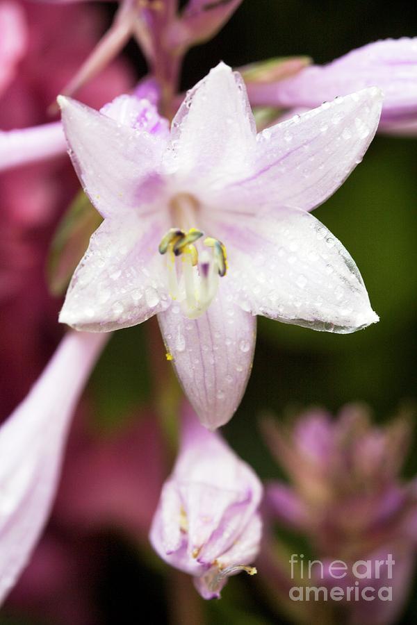 Flower Photograph - Plantain Lily Flowers (hosta Sp.) by Dr Keith Wheeler/science Photo Library