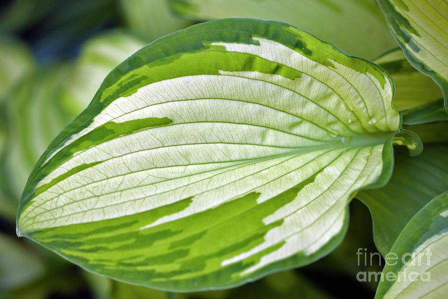 Nature Photograph - Plantain Lily (hosta Sp.) by Dr Keith Wheeler/science Photo Library