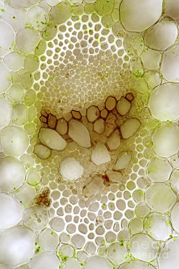 Plantain Lily Vascular Bundle Photograph By Marek Misscience Photo