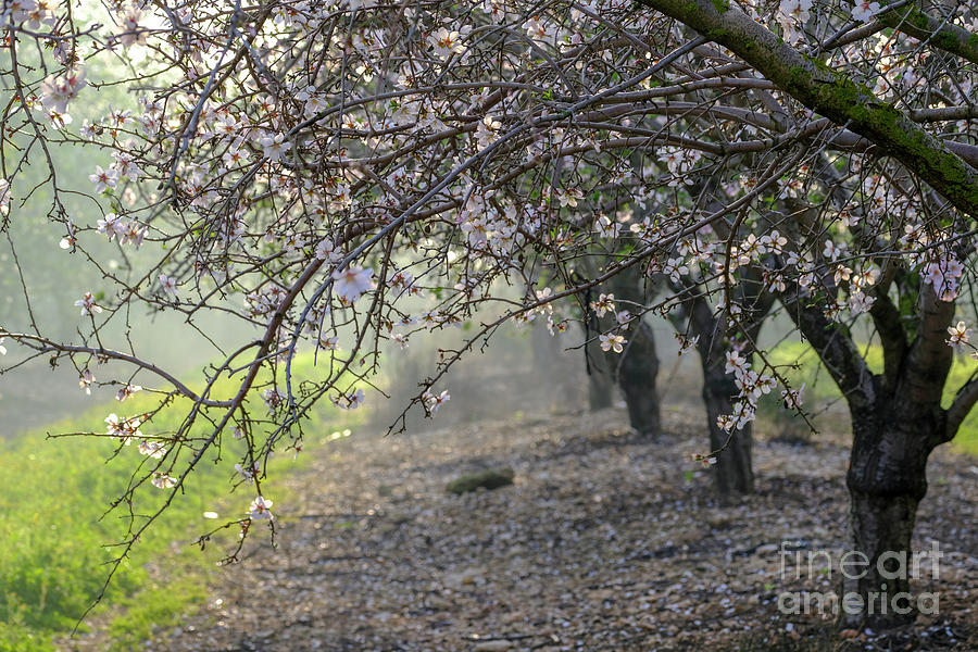 Plantation Of Blooming Almond Trees H3 Photograph by Ofer Zilberstein