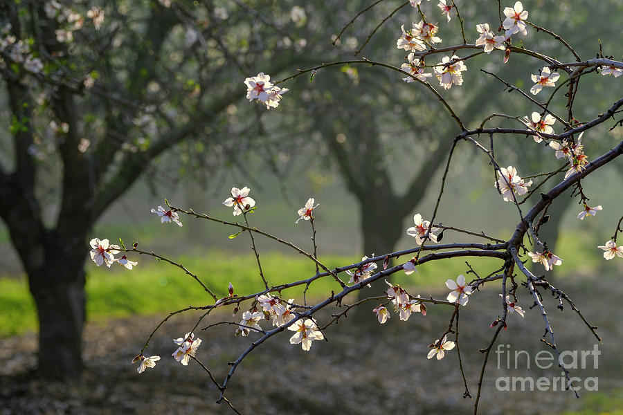 Plantation Of Blooming Almond Trees H4 Photograph by Ofer Zilberstein