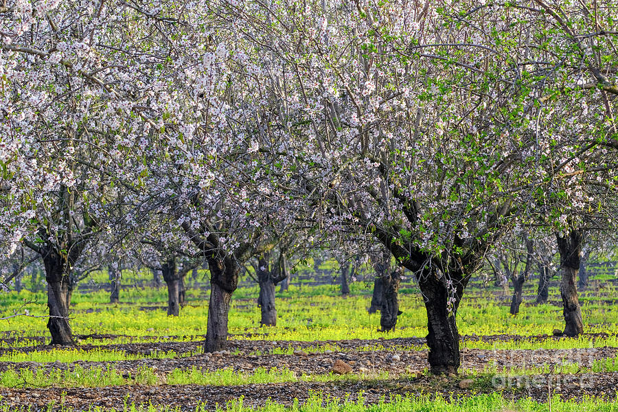 Plantation Of Blooming Almond Trees H5 Photograph by Ofer Zilberstein