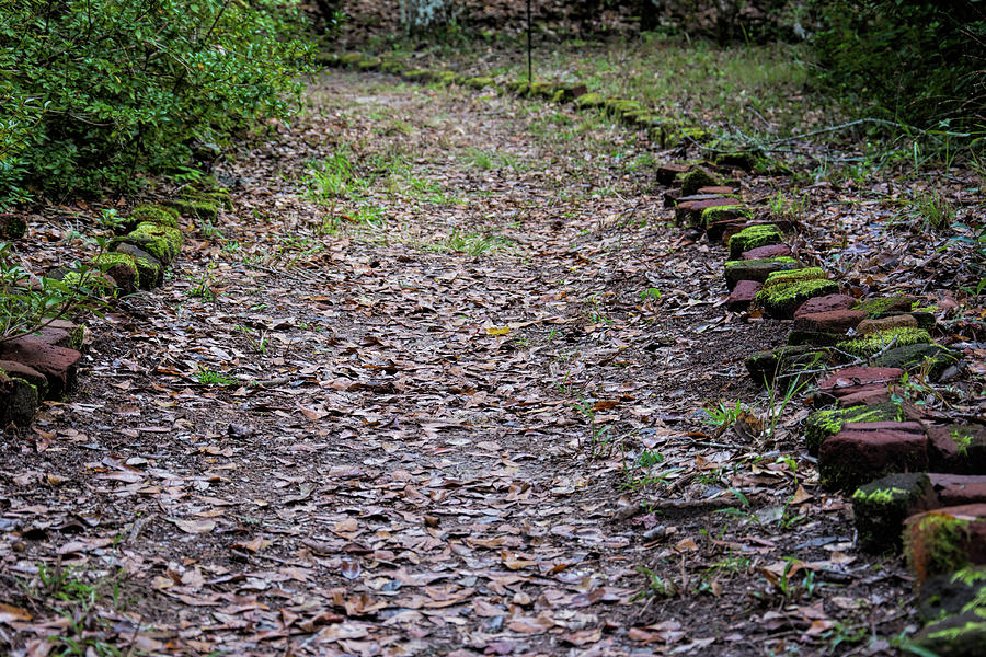 Plantation Pathway by Ed Waldrop Plantation Pathway by Ed Waldrop