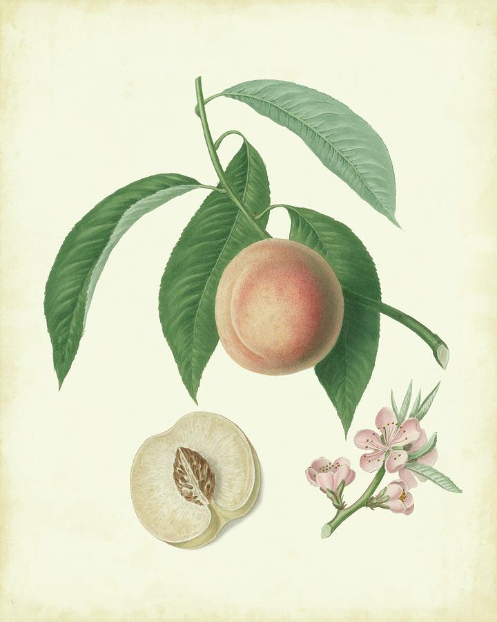 Fruit Painting - Plantation Peaches I by Unknown