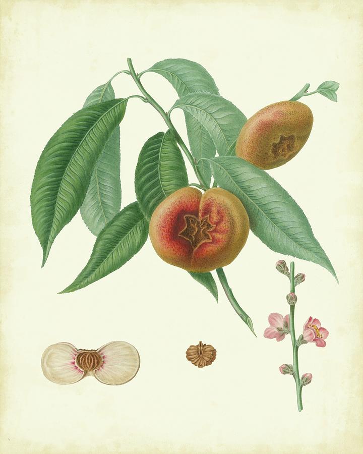 Fruit Painting - Plantation Peaches II by Unknown